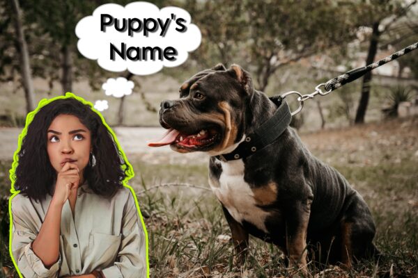 Best names for American bully