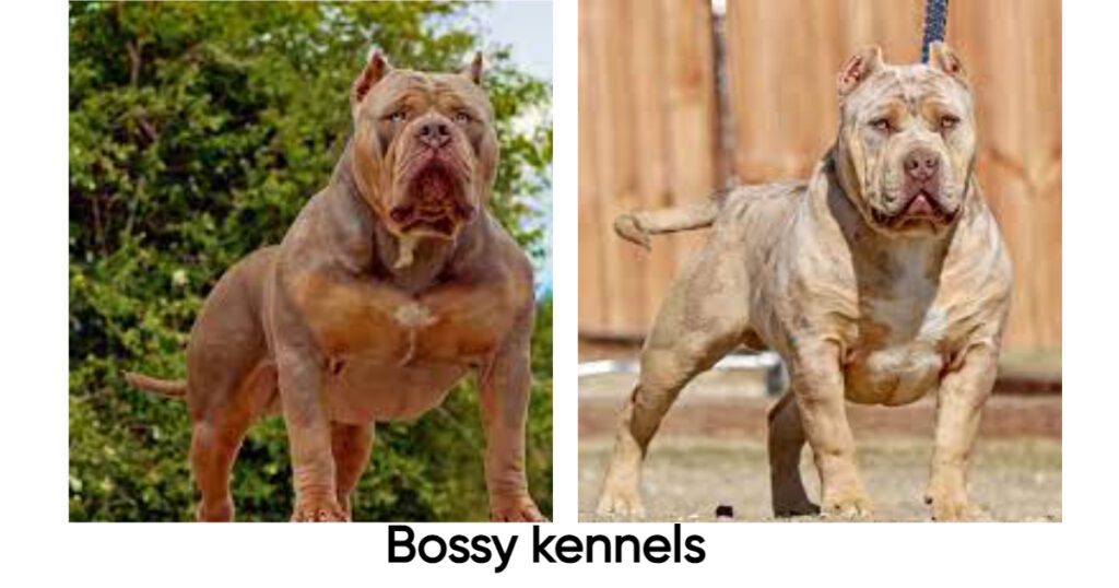  Bossy kennels