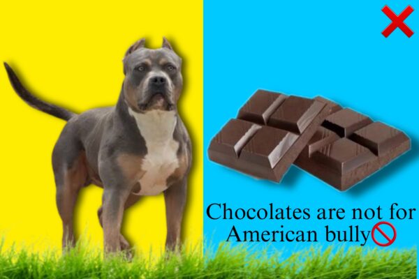 Chocolate and your American Bully