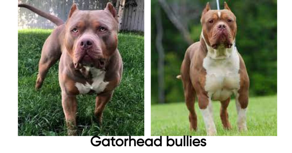 Gatorhead bullies