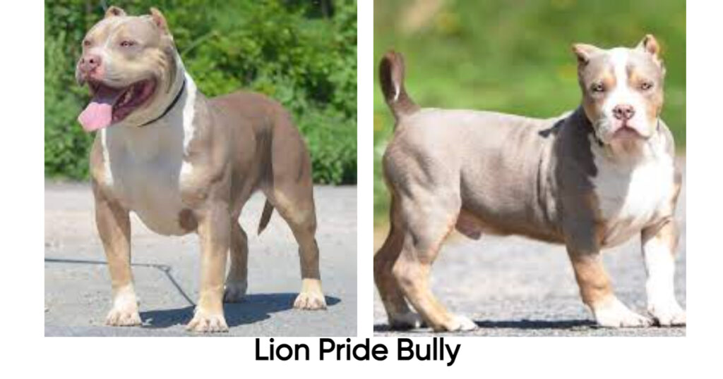 Lion Pride Bully