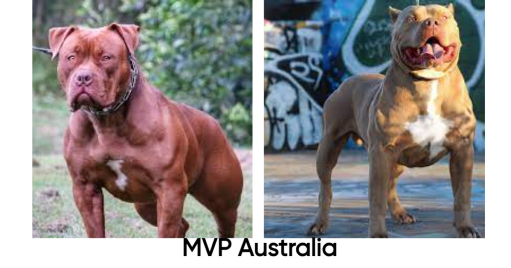 MVP Australia
