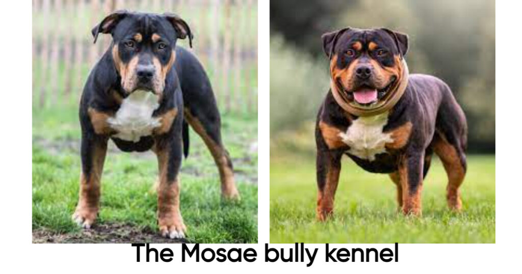 The Mosae bully kennel
