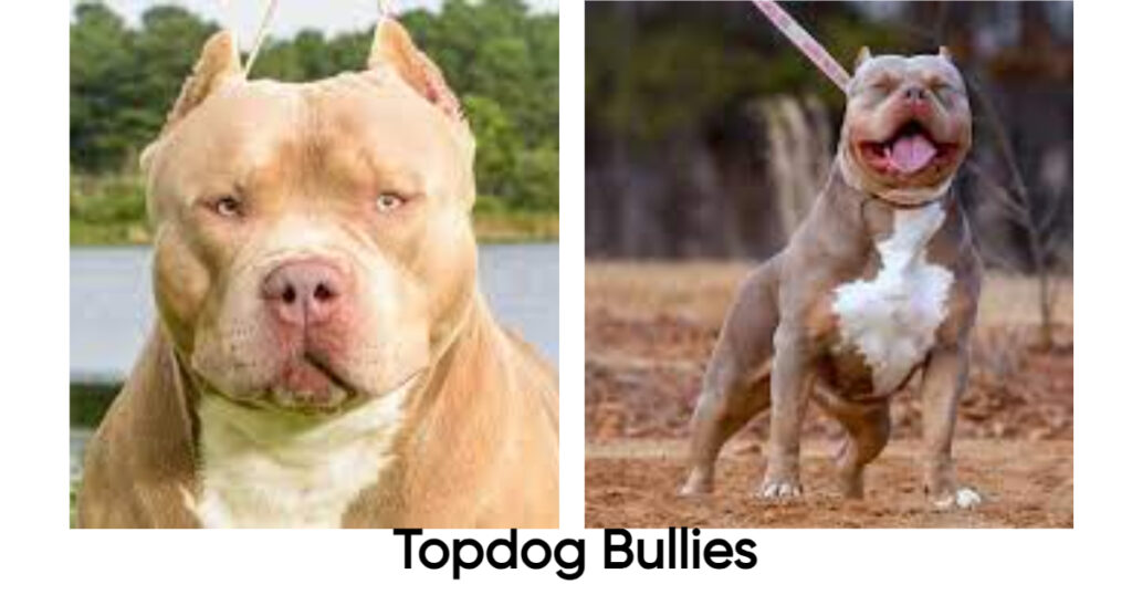 Topdog Bullies