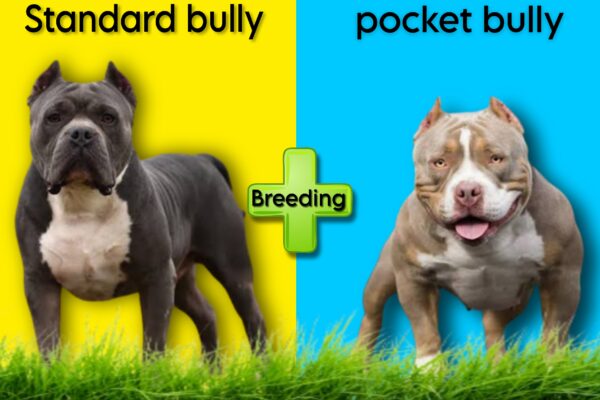 breed a pocket bully with a standard bully