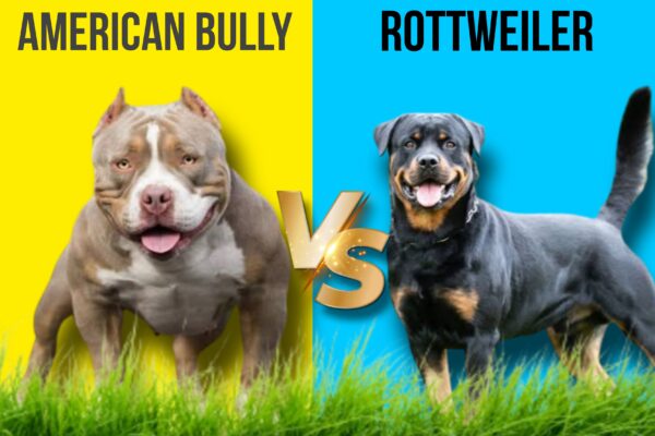 American bully vs Rottweiler