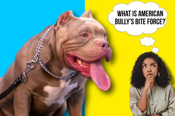 Bite force of American bully