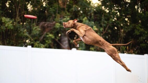 American-bully-jump