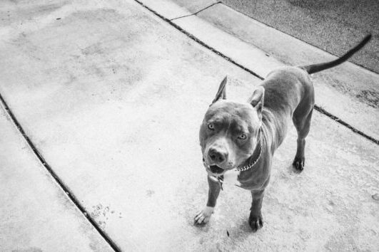 separation anxiety on XL American bully