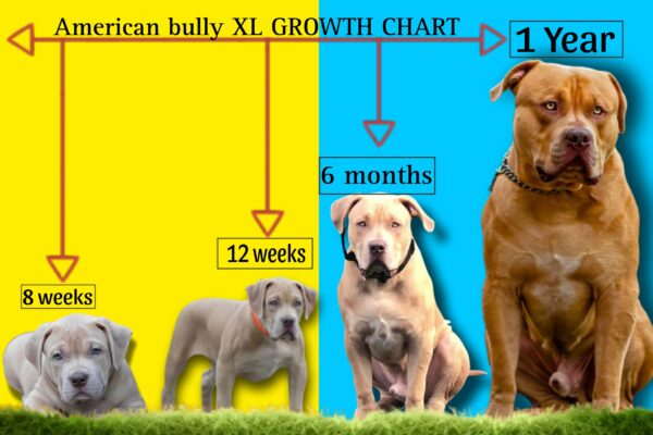 American XL Bully Size Chart Growth & Weight Chart
