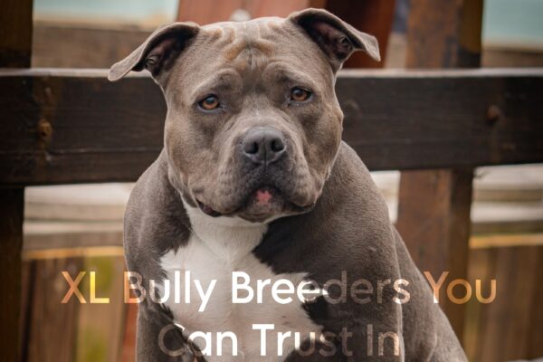 XL Bully Breeders You Can Trust In