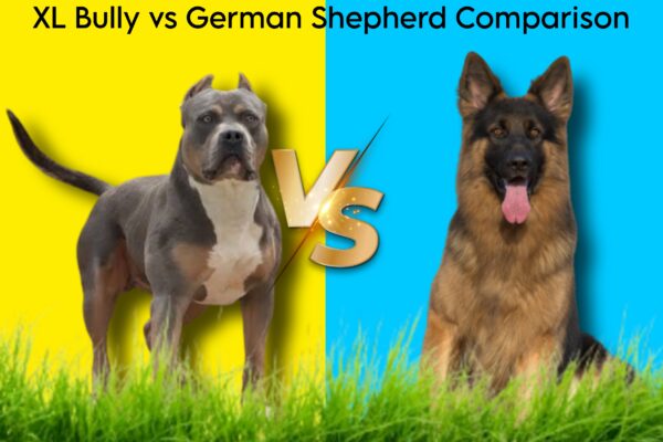 XL Bully vs German Shepherd Comparison