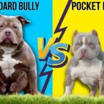 American Bully Pocket vs Standard Bully