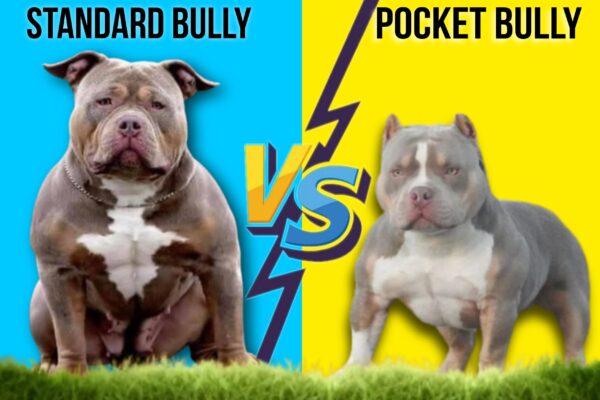 American Bully Pocket vs Standard Bully