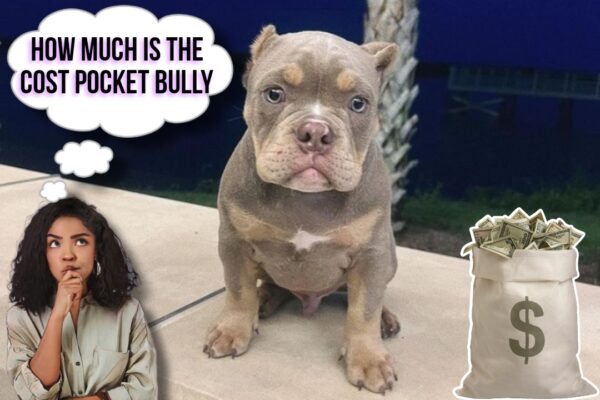 How Much Is the cost of a Pocket Bully