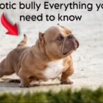 Exotic bully Everything you need to know about this breed