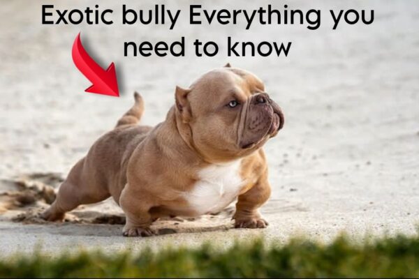 Exotic bully Everything you need to know about this breed