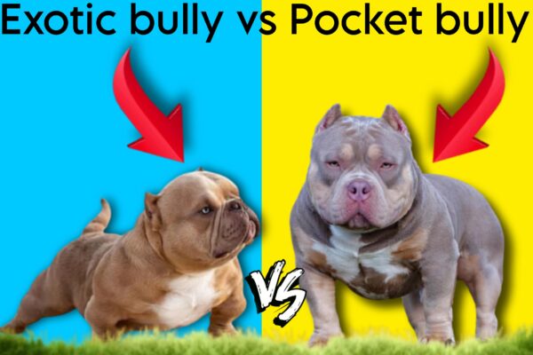 Exotic bully vs Pocket bully