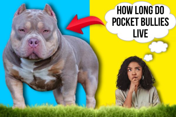 How-Long-Do-American-Pocket-Bullies-Live