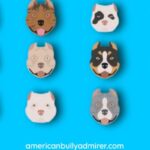 American bully colors
