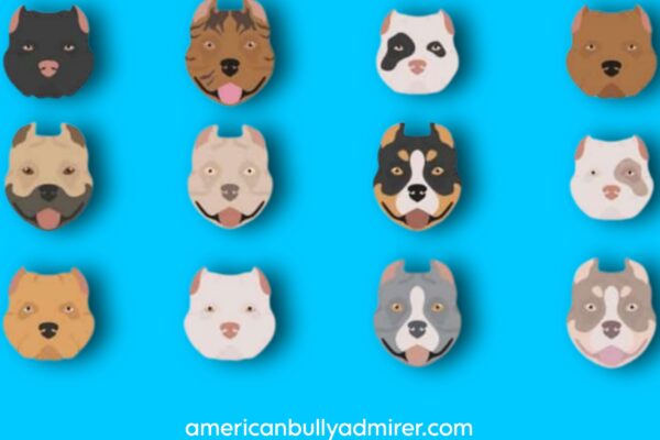 American bully colors