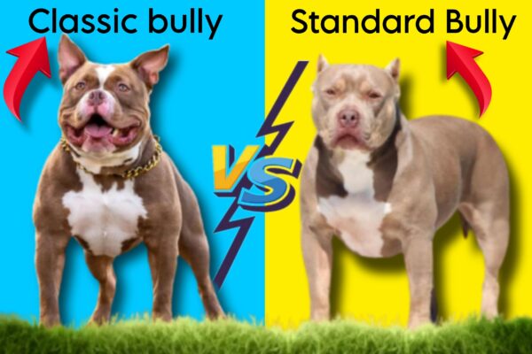 Classic bully vs Standard bully