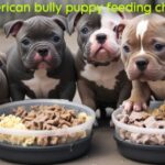American bully puppy feeding chart