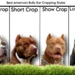 Best American Bully Ear Cropping Styles