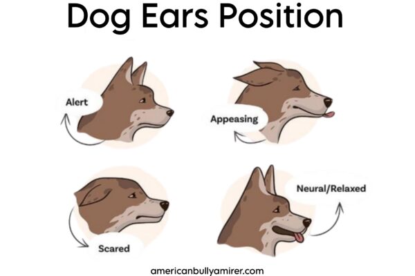 Dog Ears Position Chart