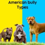 American bully types