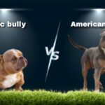 Exotic bully vs American bully